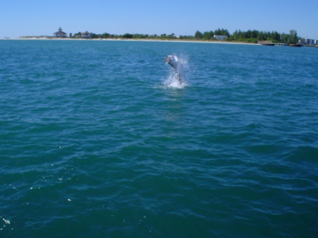 Boca Grande Pass Tarpon Fishing October 2010