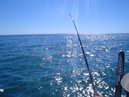 Big Florida redfish in spring