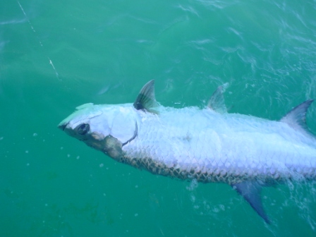 Boca Grande Pass leadered tarpon