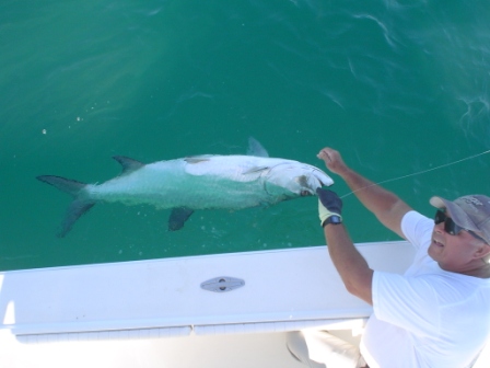 A caught tarpon in Boca Grande Pass October 2010