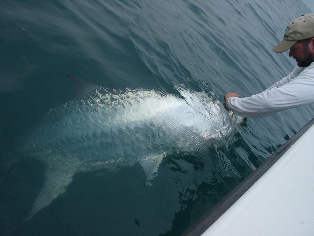 225 pound tarpon release