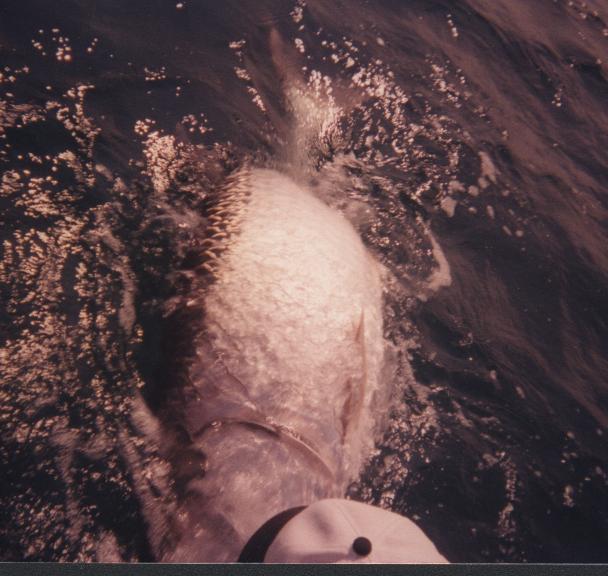 fishing for tarpon in Florida