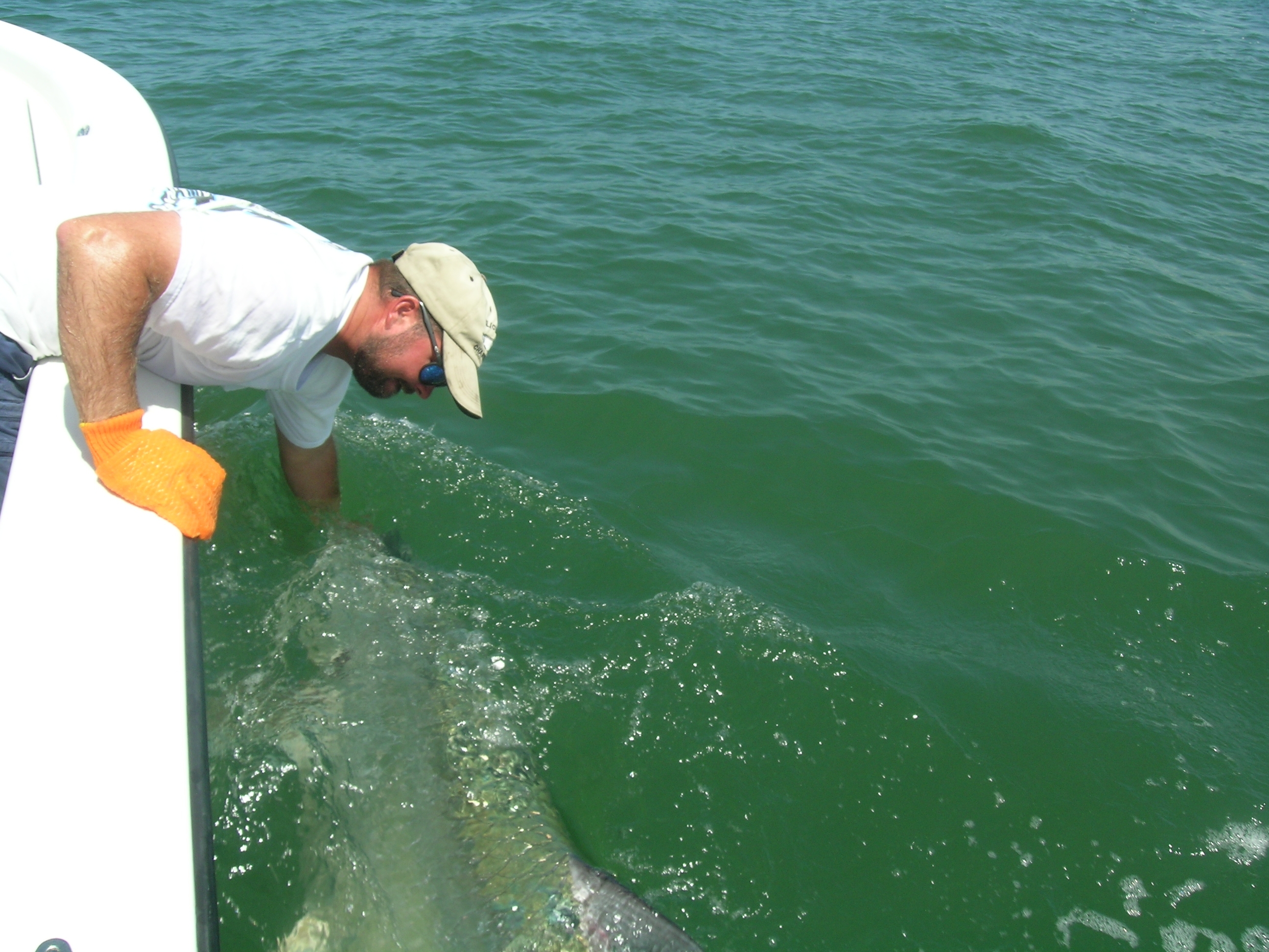 Huge Tarpon