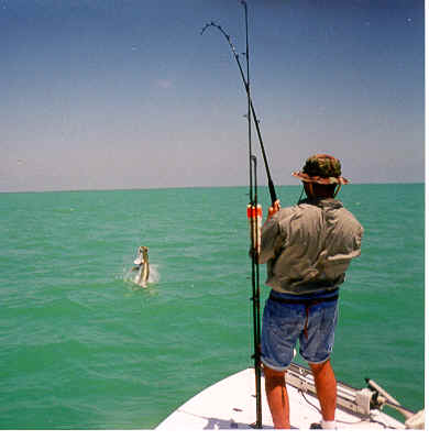 Tarpon Fishing Marco Island