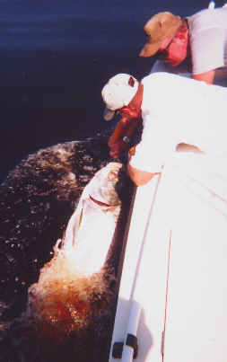 great tarpon fishing