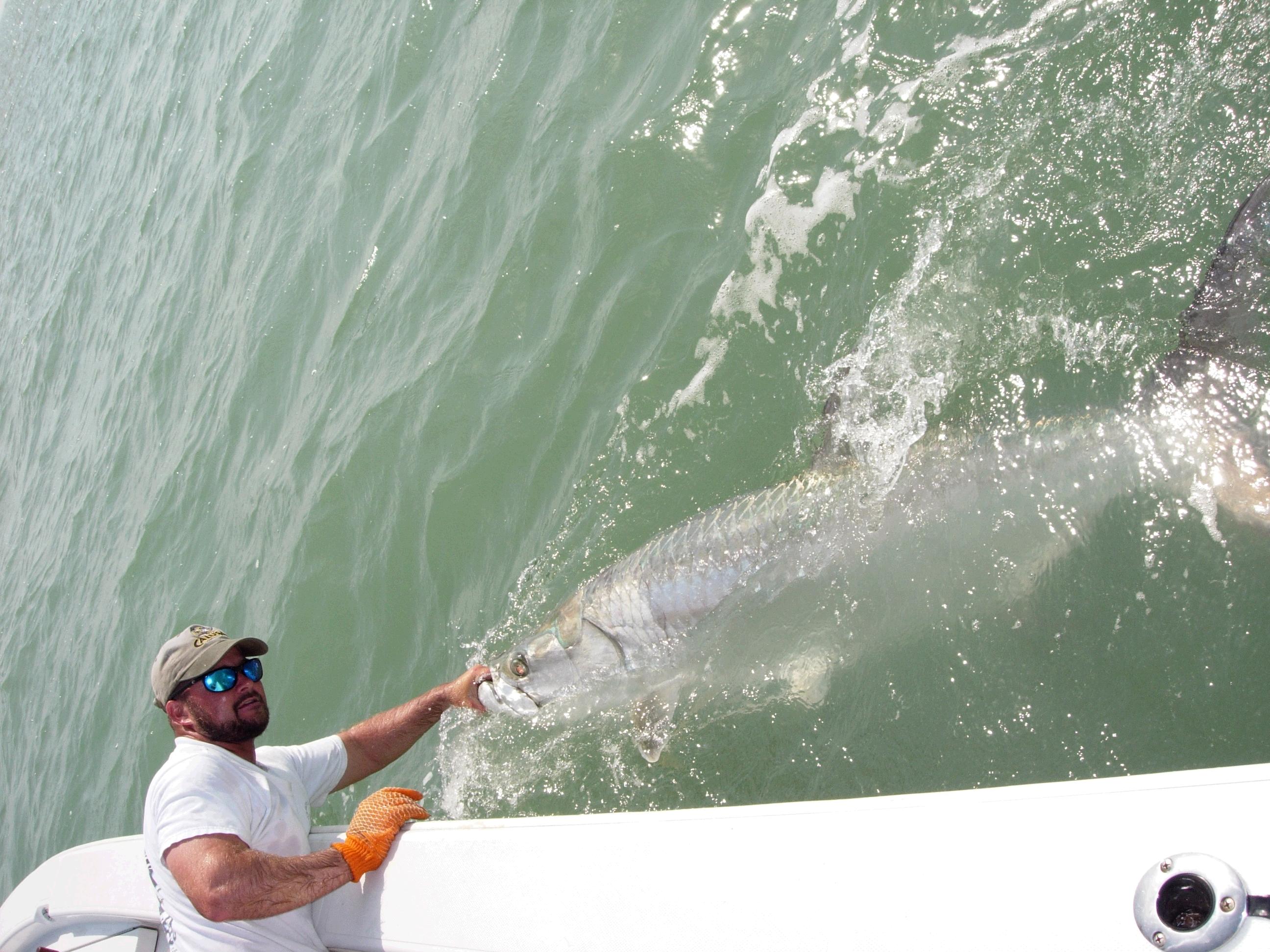 Tarpon fishing florida, fishing guide for giant tarpon