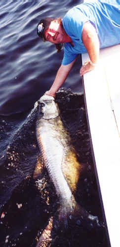 catch tarpon