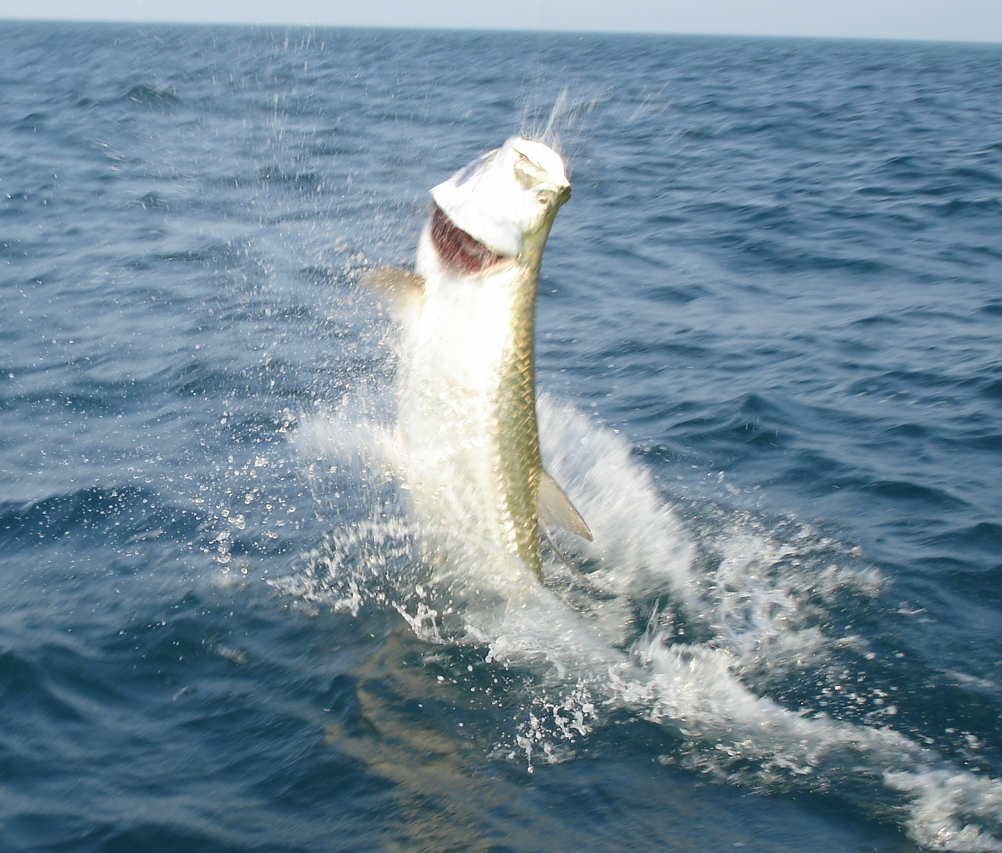 tarpon jumps