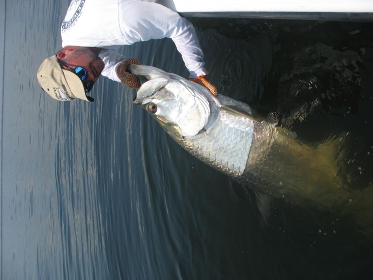 Captain releasing a tarpon