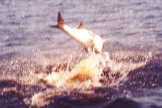 blackwater tarpon fishing