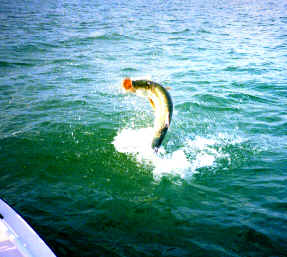 Tarpon On!