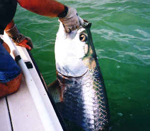 catch tarpon in Florida