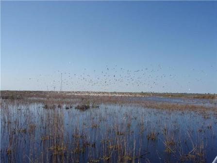 Duck hunt on lake Okeechobee