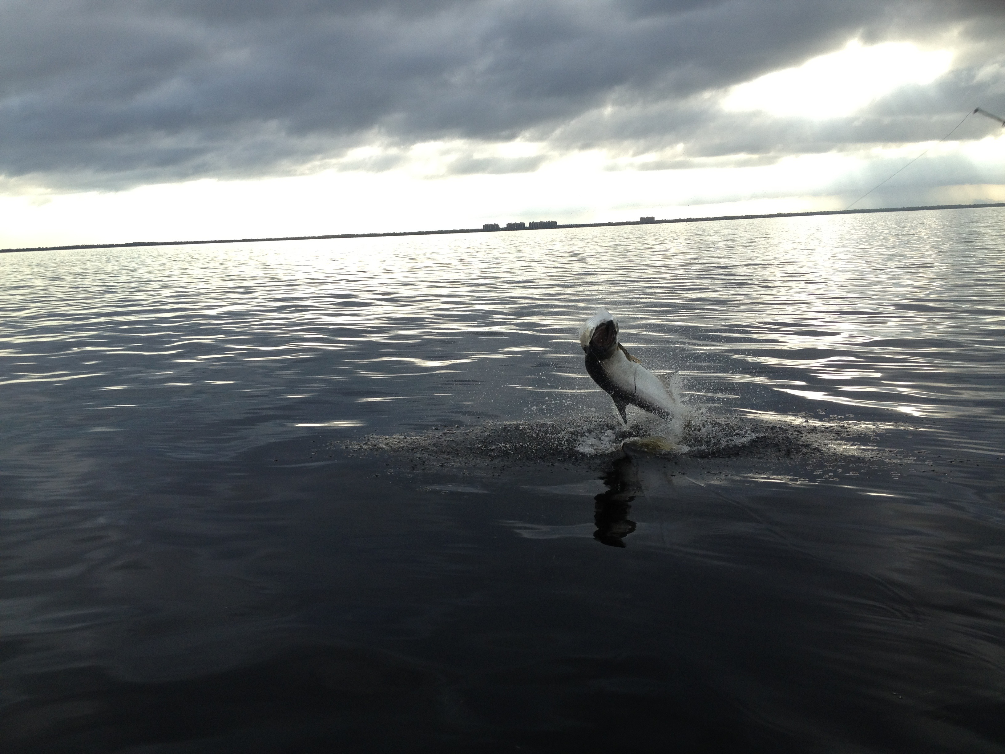 Big tarpon jumps on Charlotte Harbor's eastern shoreline.