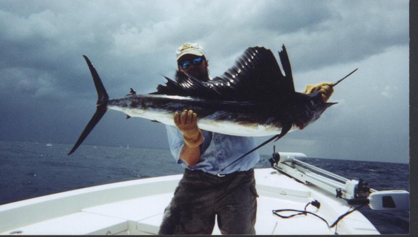 Sailfish of florida's east coast