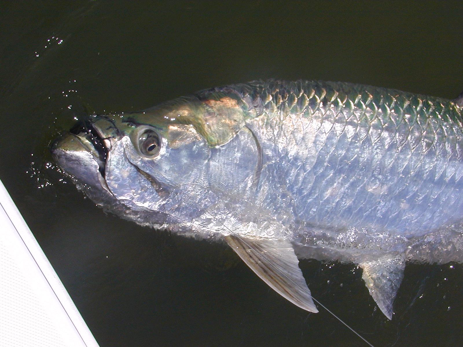 tarpon guides