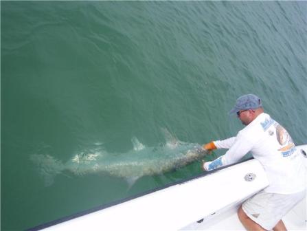 Tarpon Fishing Trips