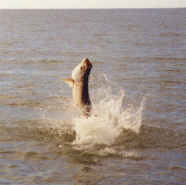 jumping tarpon