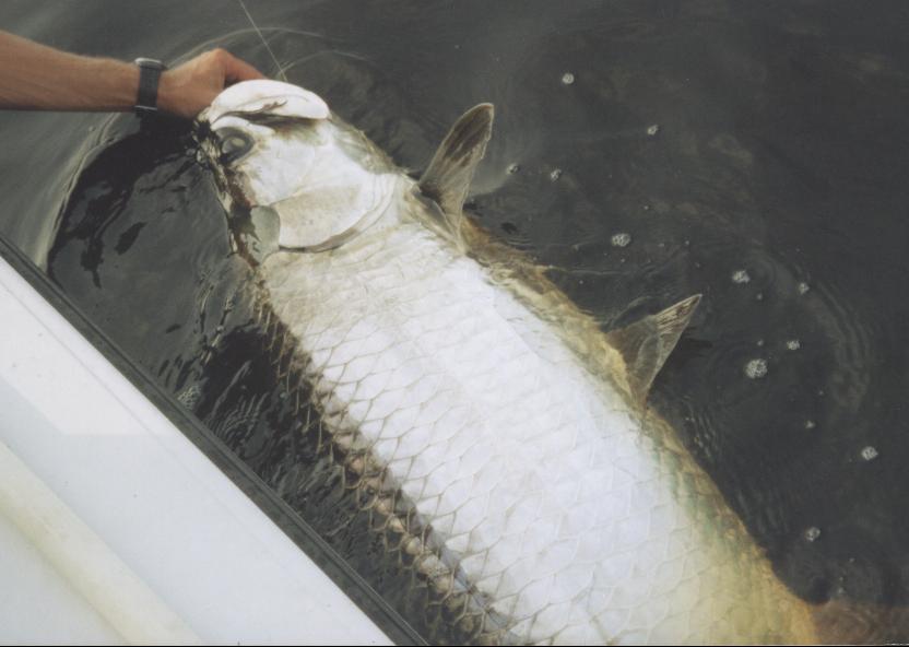 Charlotte Harbor tarpon fishing