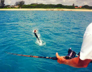 tarpon fishing on Boca Grande beach