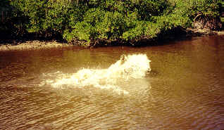 Everglades Fishing