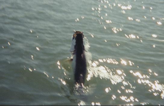 Tarpon fishing