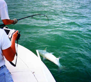 official tarpon catch