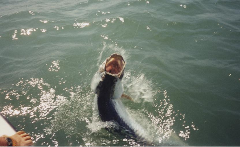 Tarpon Fishing Charters