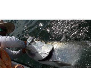 Tarpon Fishing Pine Island