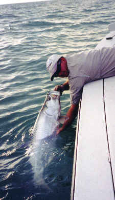 tarpon fishing Southwest Florida