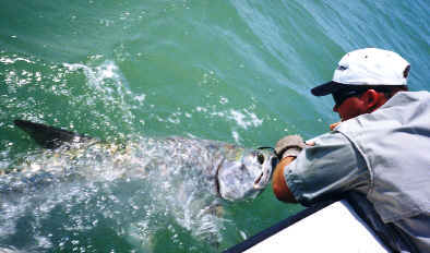 Charlotte Harbor tarpon fishing