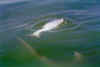 Hammerhead eats tarpon