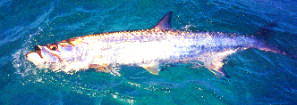 tarpon, beach tarpon, boca grande tarpon