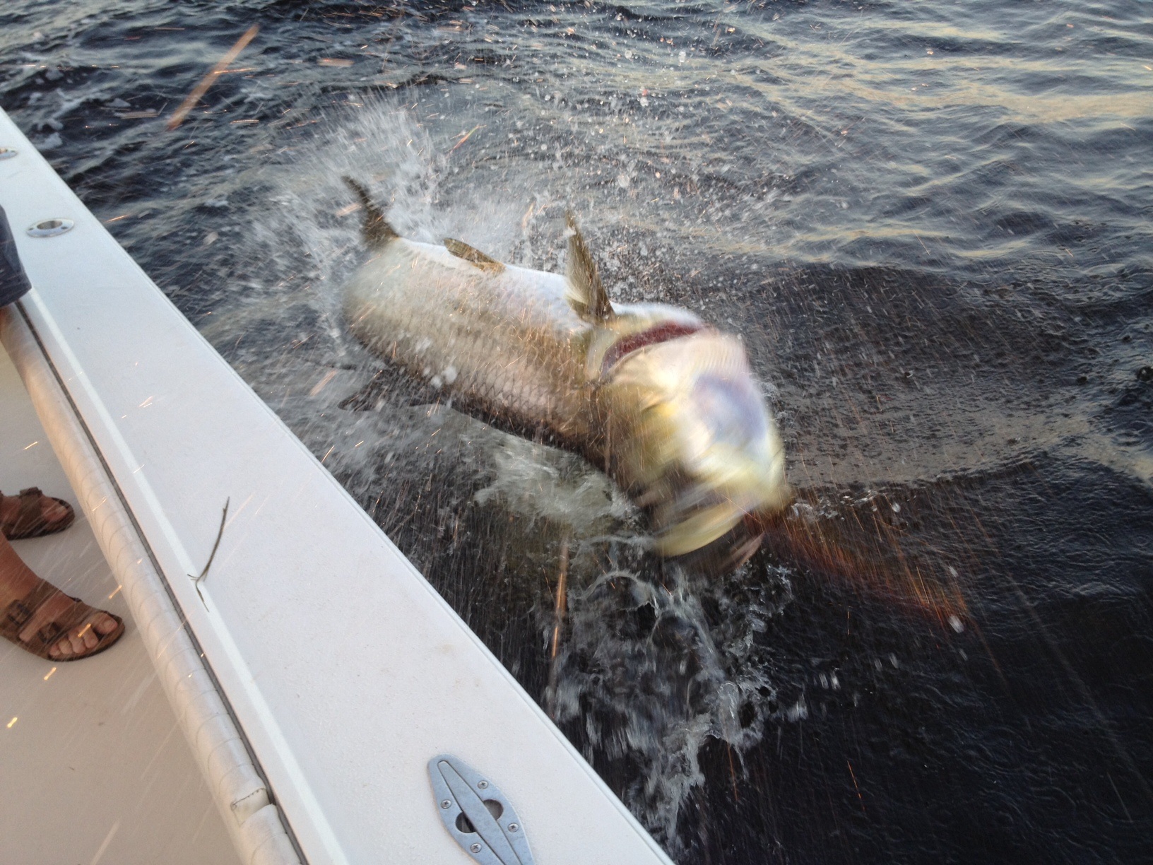 Wild tarpon jumping near the boat in Charlotte Harbor