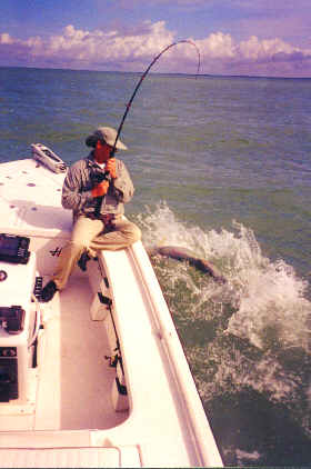 tarpon fishing action