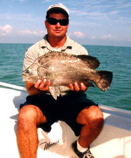 tripletail2.jpg (14099 bytes)