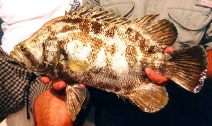 sight fishing for tripletail